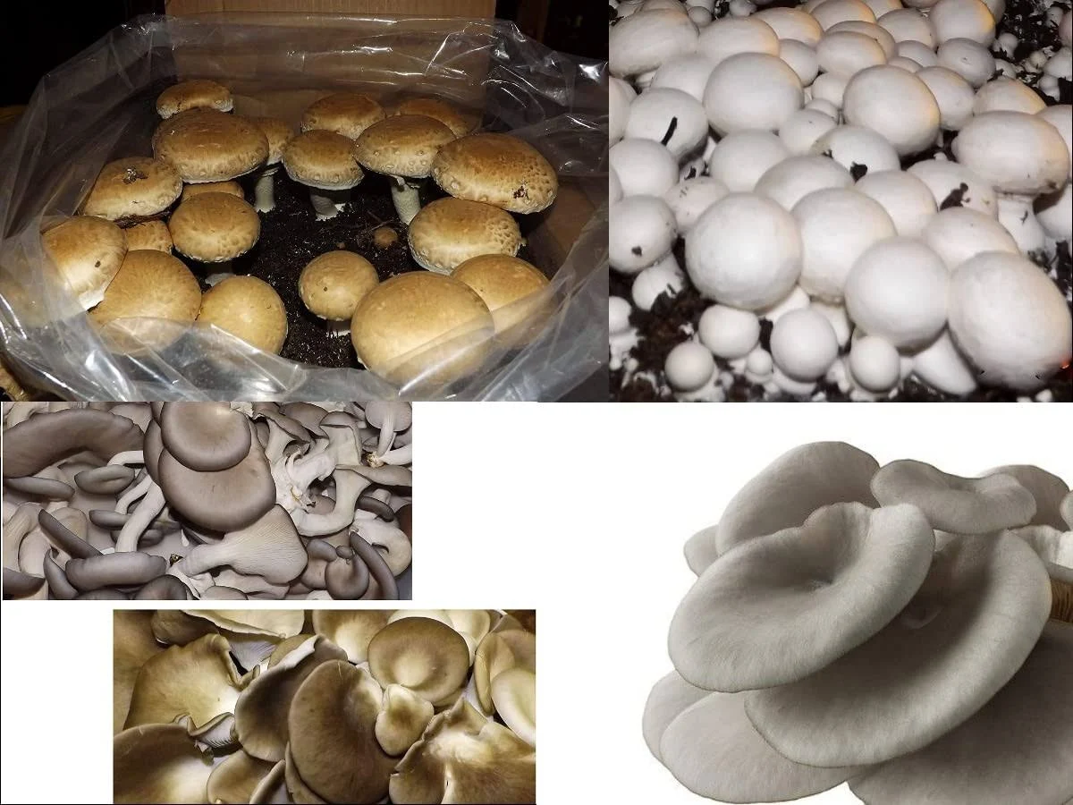 Mushroom Lovers Multi Kit ~ One Each ~ Button, Crimini and Oyster ~ EASY to Grow!!