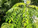 Fresh Organic Gamthi Curry Leaves 250 Leaves Very Fragrant Grown in Florida