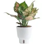 Costa Farms Trending Tropicals Aglaonema Live Indoor Plant, Self Watering Décor Plant Pot, 1 Foot Tall