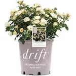 2 gal. Popcorn Drift Rose Bush with Soft Yellow Flowers