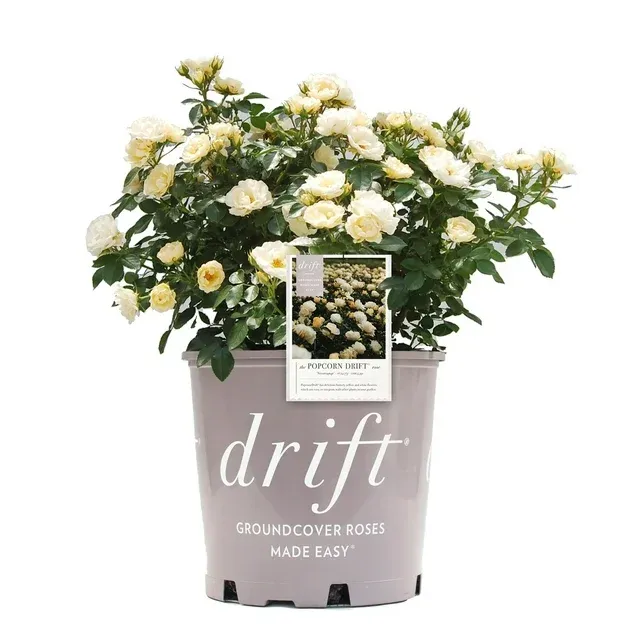 Drift Popcorn Rose