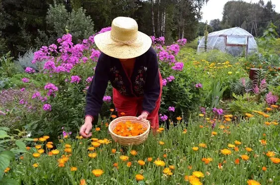 Calendula Petals – Pure Dried Marigold Flower Petals – Vegan | Gluten Free | Non-GMO | No Sugar Added - Net Weight: 0.35oz / 10g - Calendula Officinalis