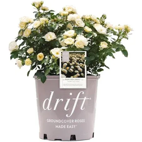 Drift Popcorn Rose, 2 Gal