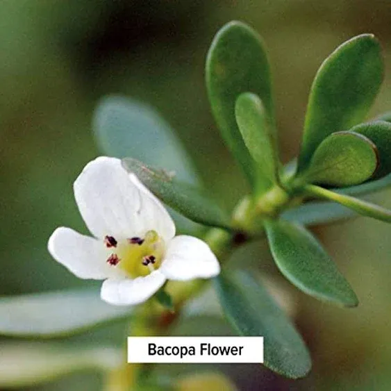 Banyan Botanicals Bacopa Powder