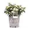 Drift Popcorn Rose