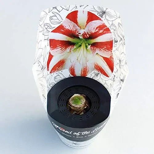 Super Star Potted Amaryllis – Gift Ready, Includes Bulb, Soil & Container