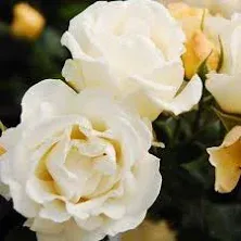 Popcorn Drift Rose