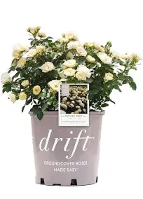 Drift Roses Popcorn Rose Bush with Soft Yellow Flowers