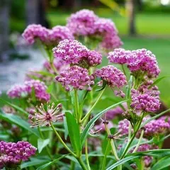 Eden Brothers Swamp Milkweed Carmine Flower Seeds