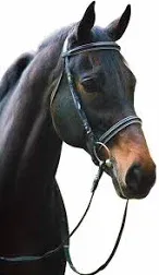 Dressage Bridle with Web Reins