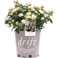 Drift Roses - Rosa Apricot Drift (Rose) Rose, Double Apricot flowers, #2 - Size Container