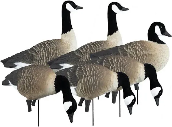 Higdon Apex Full Size Full Body Canada Goose Decoys, 6 Pack