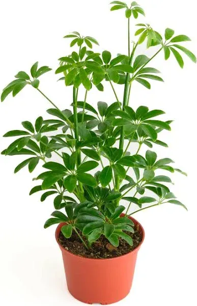 Shop Succulents Heptapleurum Arboricola, Live Indoor Plant, Low Maintenance Dwarf Umbrella Tree, Ideal for Home Decor, Office, and Room Enhancement, 6 Inch Nursery Pot