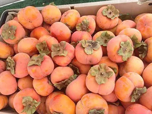 Fruit from Bellacia Bellacia Organics Fresh Fuyu Persimmons 5 Lbs Box