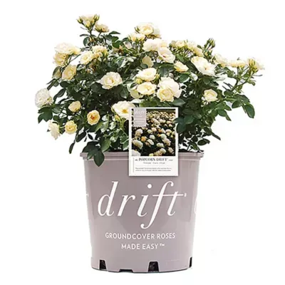 Drift Popcorn Rose