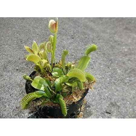 3 Small Sized King Henry Giant Venus Flytraps - Fly Trap - (Dionaea Muscipula) Carnivorous Plant 3 inch Pot