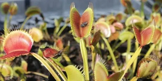 Dionaea muscipula King Henry