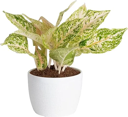 Costa Farms Trending Tropicals Aglaonema Live Indoor Plant, Self Watering Décor Plant Pot, 1 Foot Tall