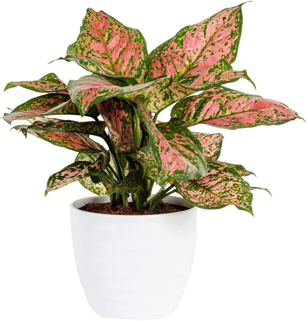 Costa Farms Trending Tropicals Aglaonema Live Indoor Plant, Self Watering Décor Plant Pot, 1 Foot Tall