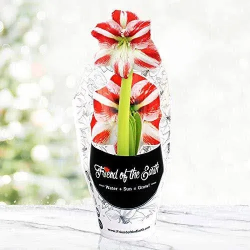 Super Star Potted Amaryllis - Gift Ready, Includes Bulb, Soil & Container