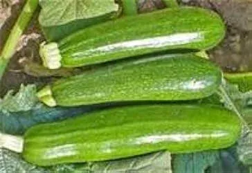 Zucchini Squash