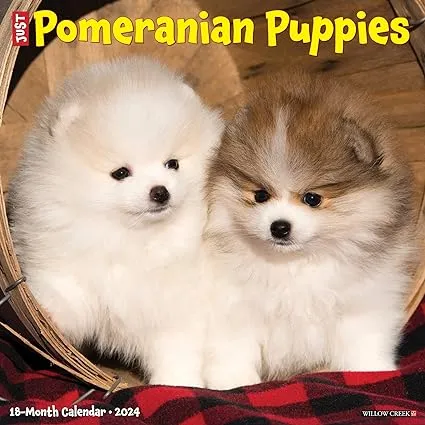 Willow Creek Press Pomeranian Puppies Monthly 2024 Wall Calendar (12" x 12")