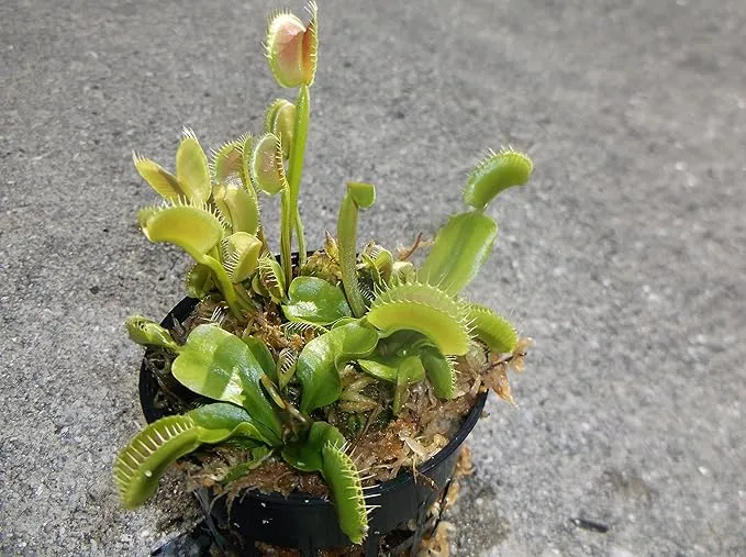 3 Small Sized King Henry Giant Venus Flytraps - Fly Trap - (Dionaea Muscipula) Carnivorous Plant 3 inch Pot