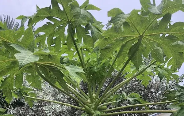 Fresh Papaya Leaves (8 oz.)