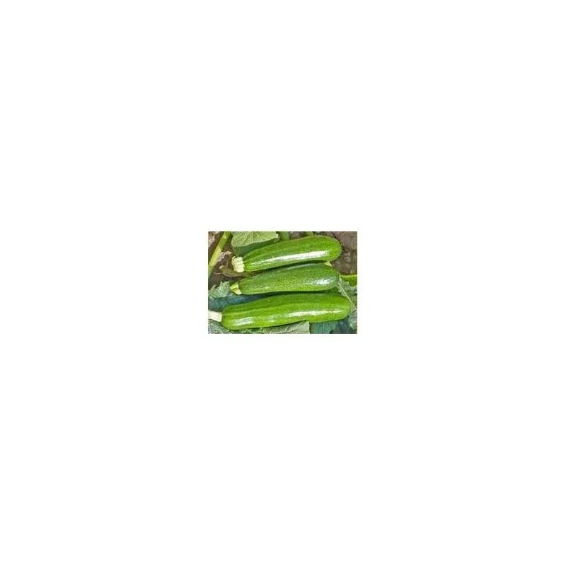 ZUCCHINI SQUASH GREEN FRESH PRODUCE FRUIT VEGETABLES PER POUND