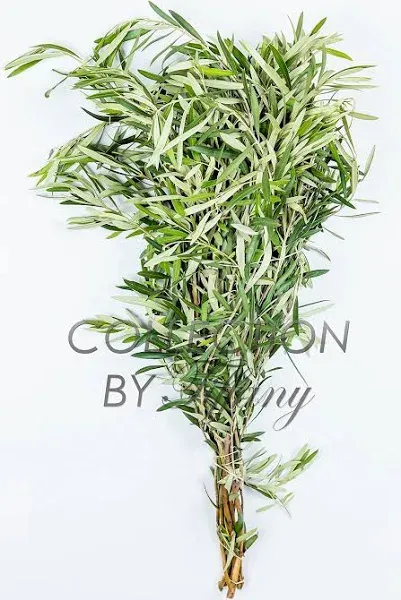 Fresh Olive Greenery Branches DIY Long Lasting Large Bunch All Occasion