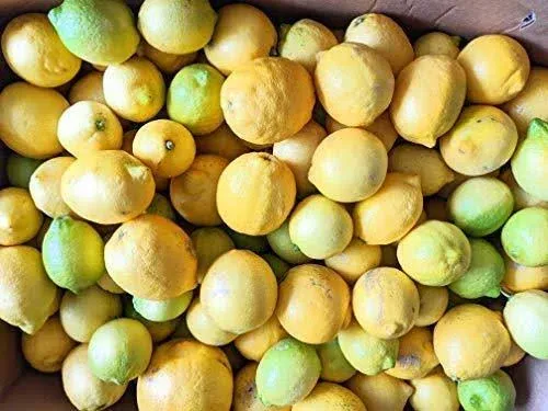 Freshly Picked Unwaxed Lemons 5 lbs box ( 12 to 16 pcs ) - Naturally Grown in Southern California