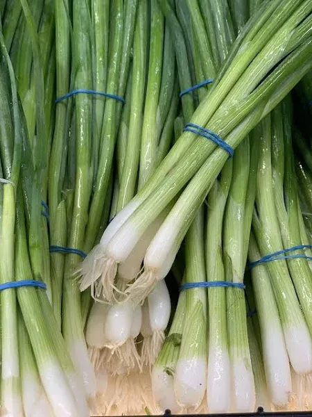 Kejora Fresh Green Onion 4 bundles -Produce of USA (endless green onion supplies by replanting the root)