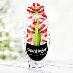 Super Star Potted Amaryllis - Gift Ready