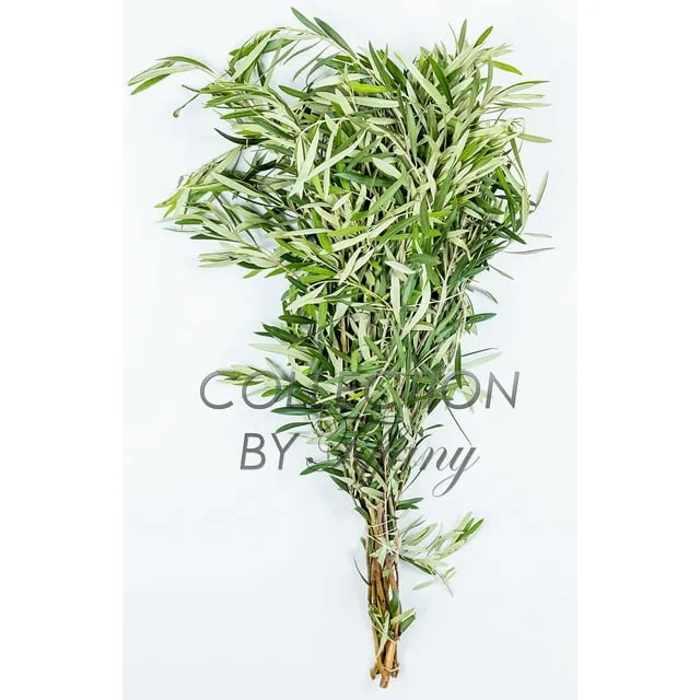 Fresh Olive Greenery Branches DIY Long Lasting Large Bunch All Occasion